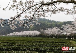 赏樱花，嗅春茶，我们一起云游真正的桃花源